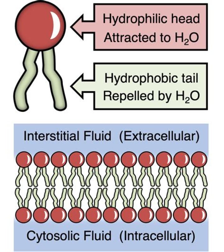 Are alkynes hydrophobic or hydrophilic?
