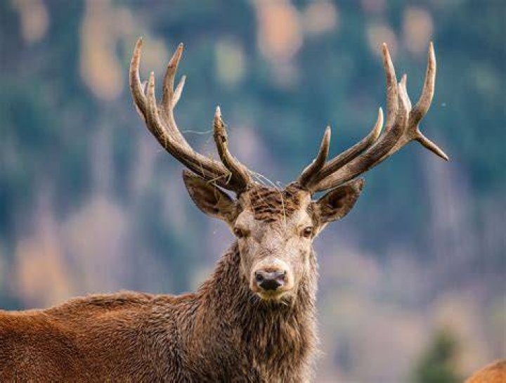 Are antlers alive?