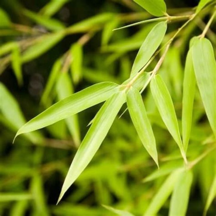 Are bamboo leaves good for the garden?