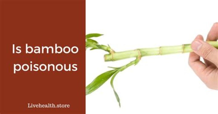 Are bamboo leaves poisonous?