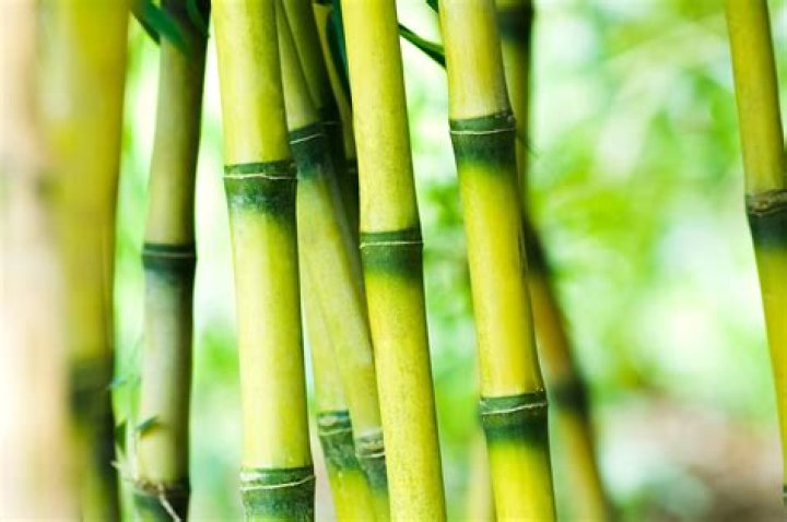 Are bamboo tree leaves poisonous?