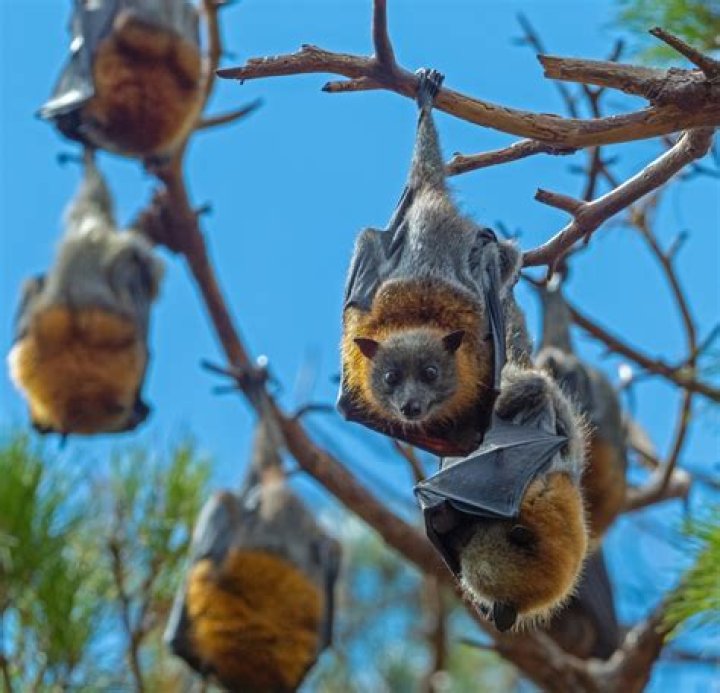 Are bats around in cold weather?