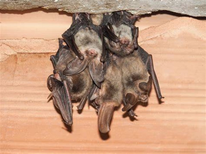 Are bats harmful to house?