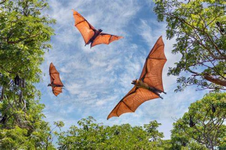 Are bats vegetarian?