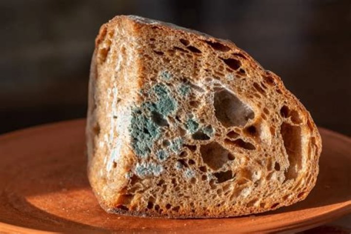 Are birds allowed to eat moldy bread?