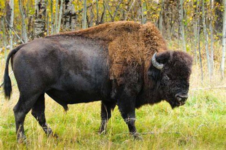 Are bison all male?