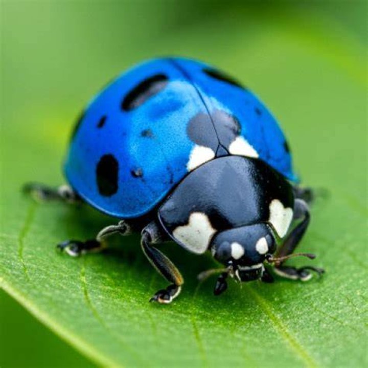 Are blue ladybugs real?
