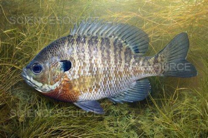 Are bluegills carnivores?