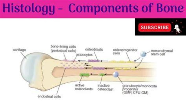 Are bones organic?