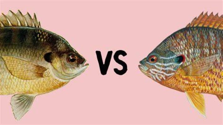 Are bream and bluegill the same fish?