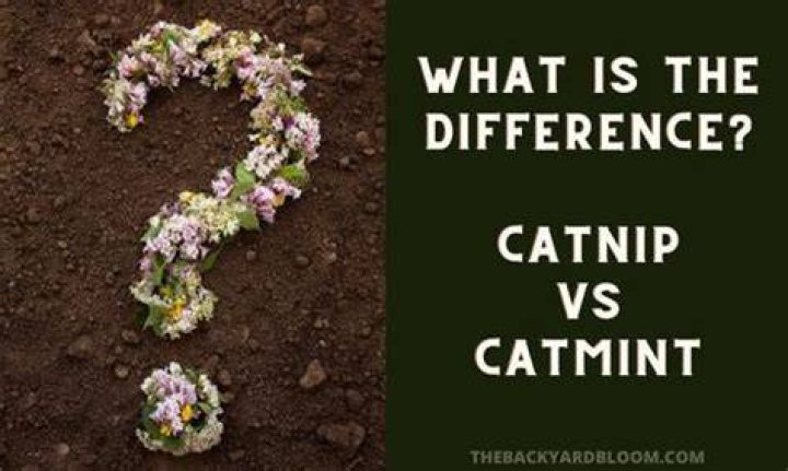 Are catnip and catmint the same thing?