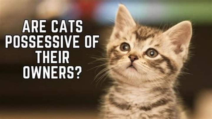 Are cats possessive of their owners?