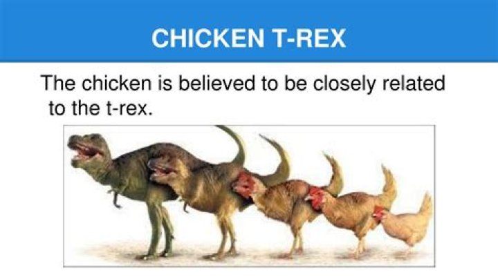 Are chickens related to T rex?