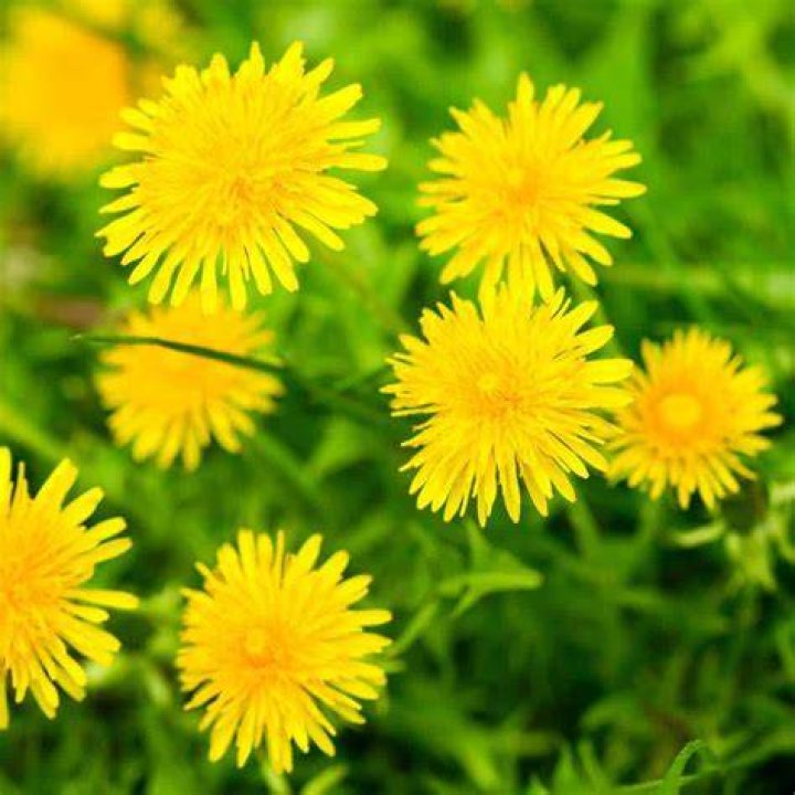 Are dandelions alkaline?