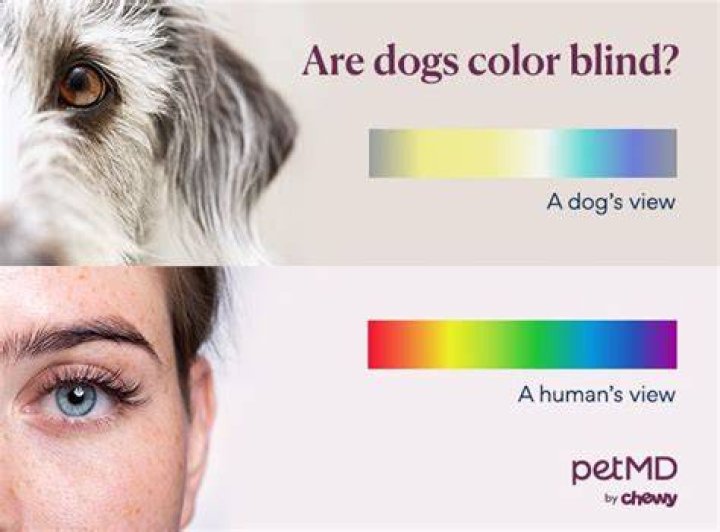 Are dogs colorblind?