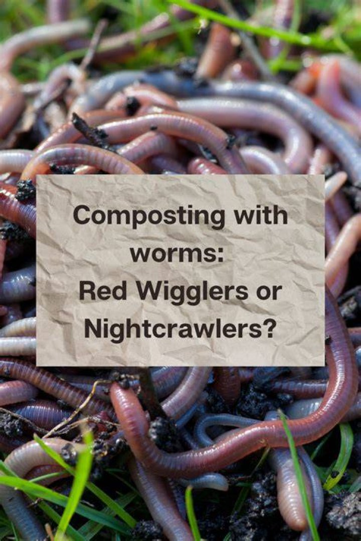 Are earthworms and nightcrawlers the same thing?