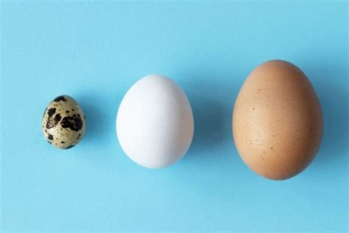 Are eggs good before a run?