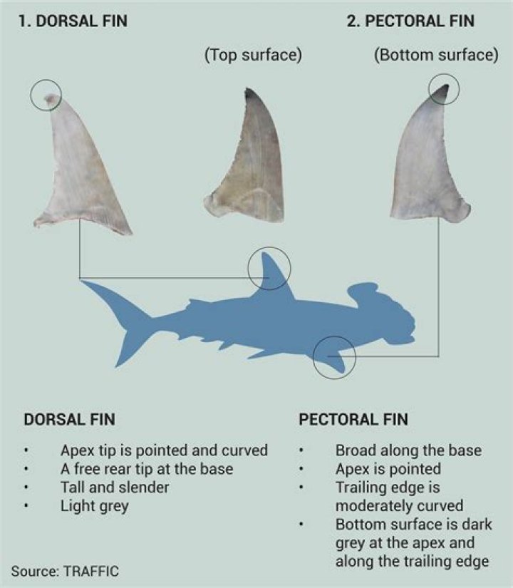 Are fish fins edible?