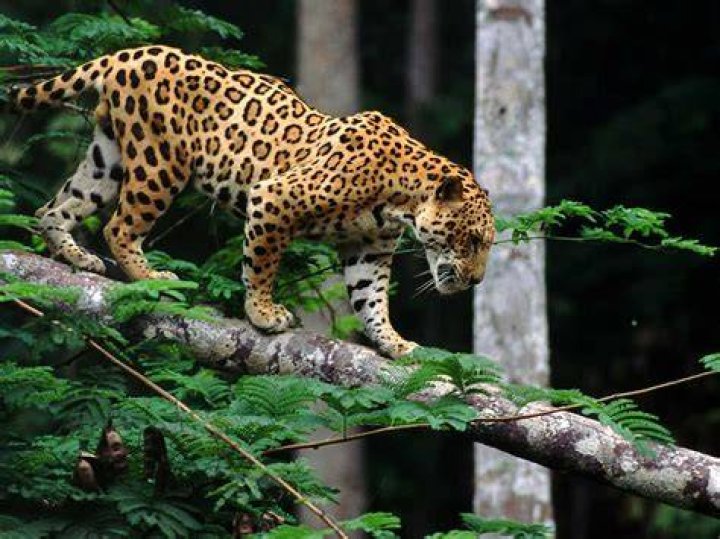 Are Ford Jaguars reliable?