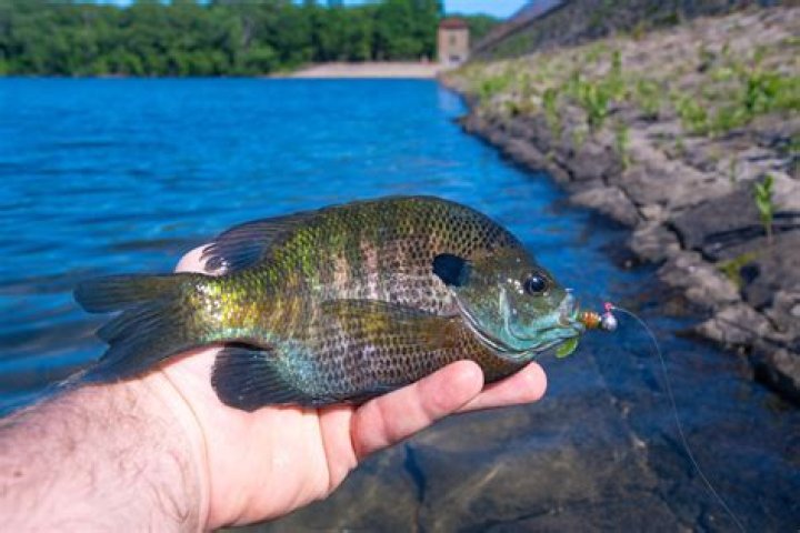 Are freshwater bluegills good eating?