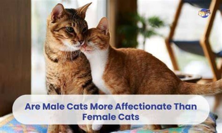 Are girl or boy cats more affectionate?