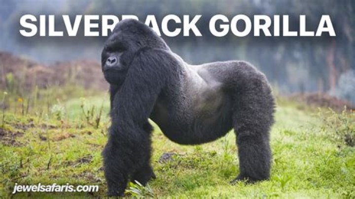 Are goaliath and silverback the same?