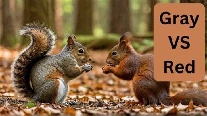 Are grey squirrels more aggressive than red squirrels?