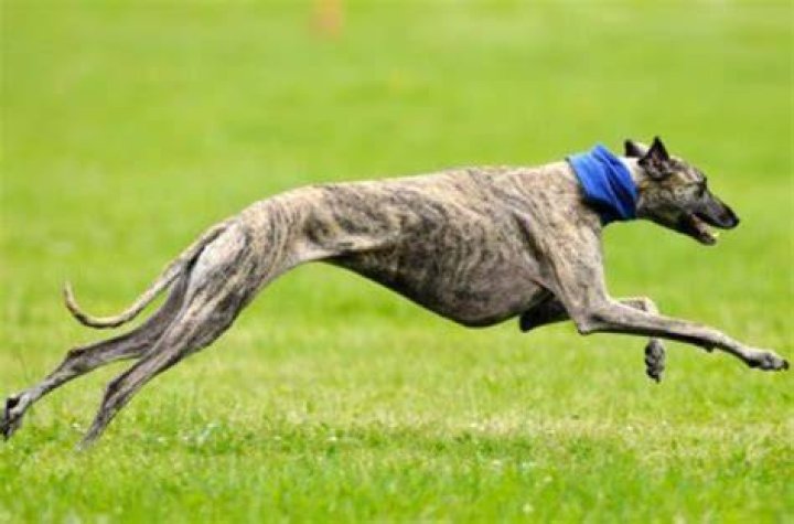 Are greyhound races?