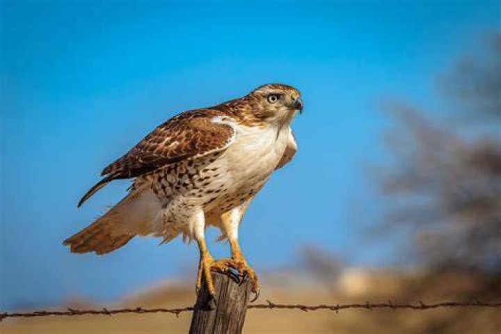 Are hawks in AZ?