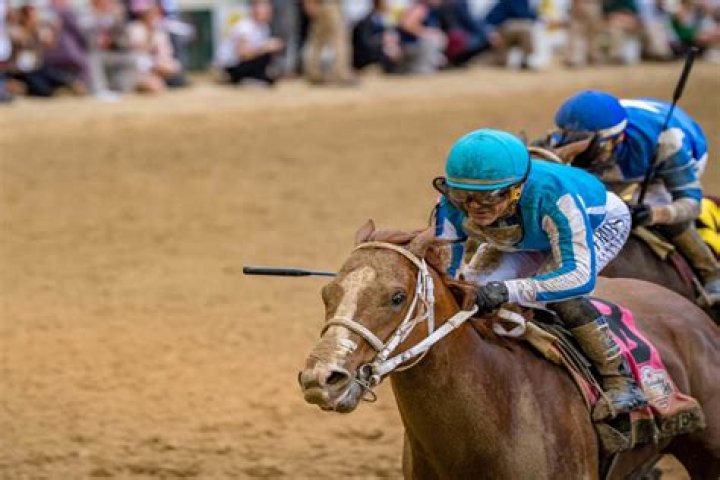 Are horses attached to their owners?