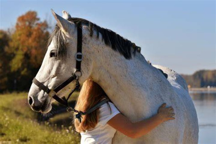 Are horses friendly?
