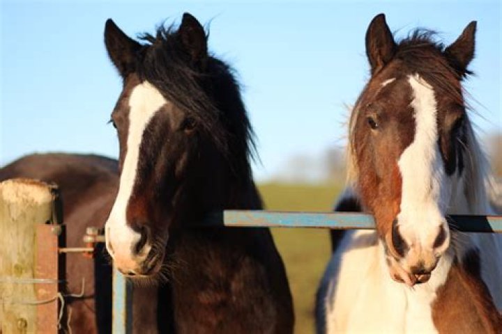 Are horses gentle?
