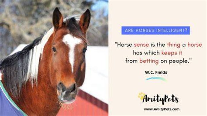 Are horses intelligent?