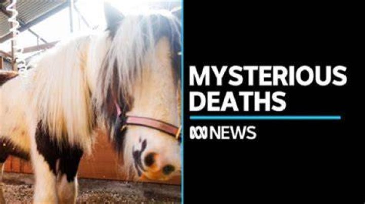 Are horses scared of death?