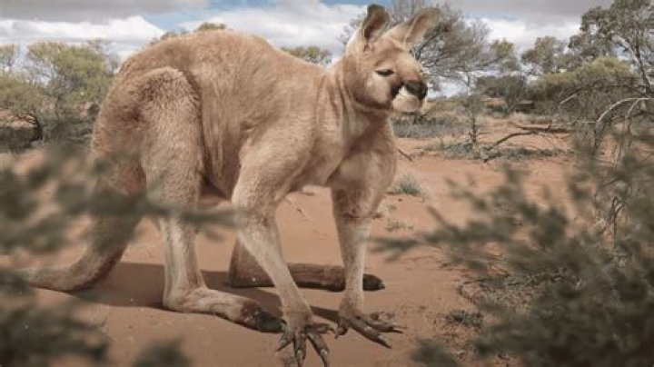 Are kangaroos hunted in Australia?