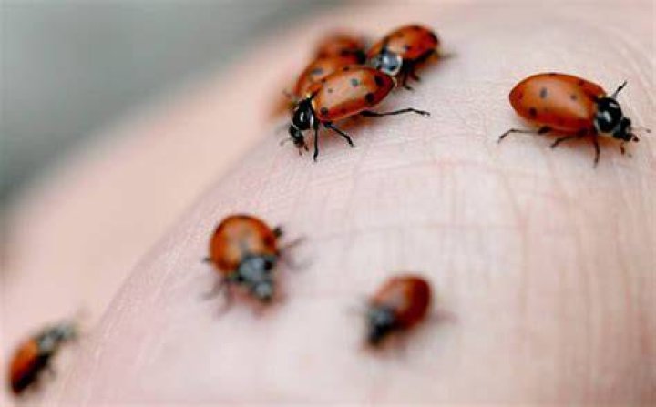 Are ladybugs poison?