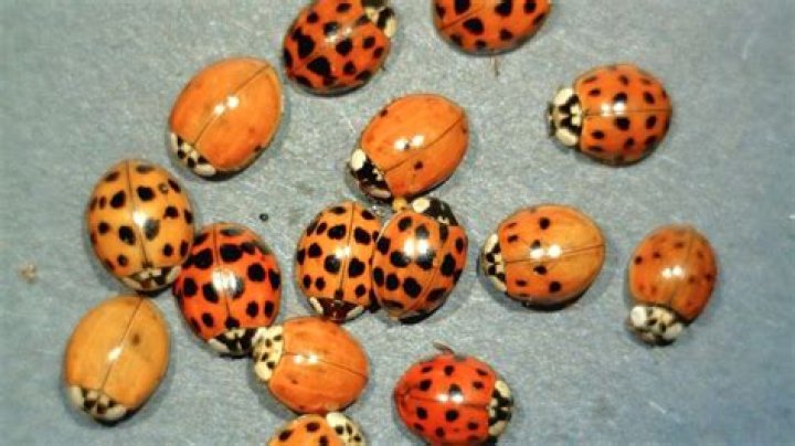 Are ladybugs red or brown?