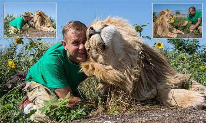 Are Lions friendly?