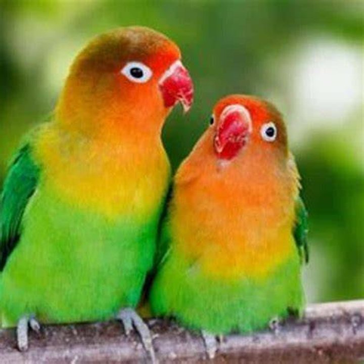 Are lovebirds social?