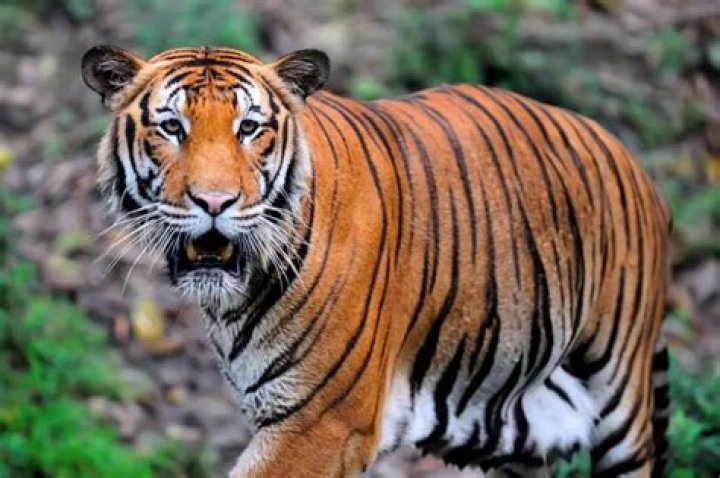 Are Malayan tigers endangered?
