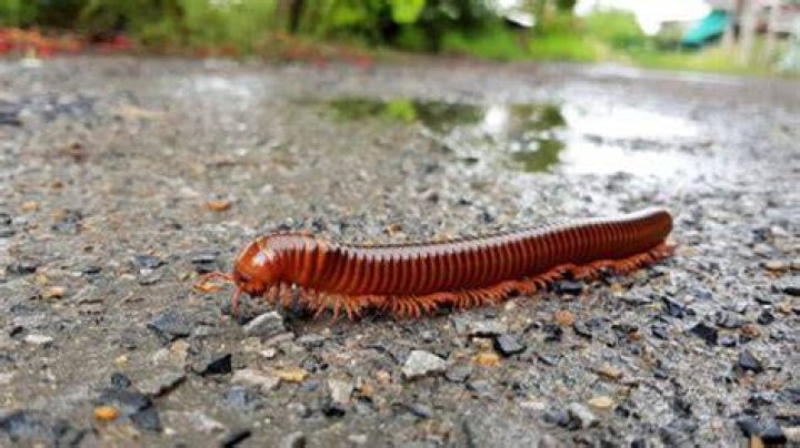 Are millipedes harmful?