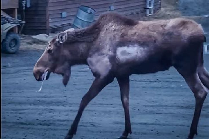 Are moose aggressive?