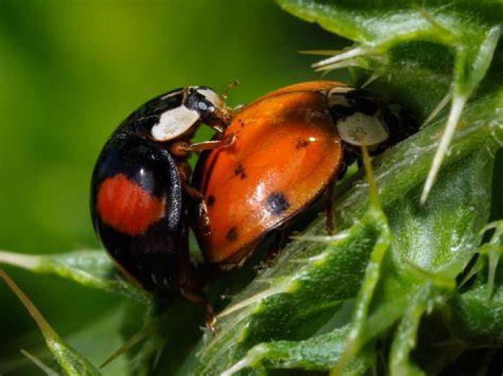 Are Orange ladybugs male?