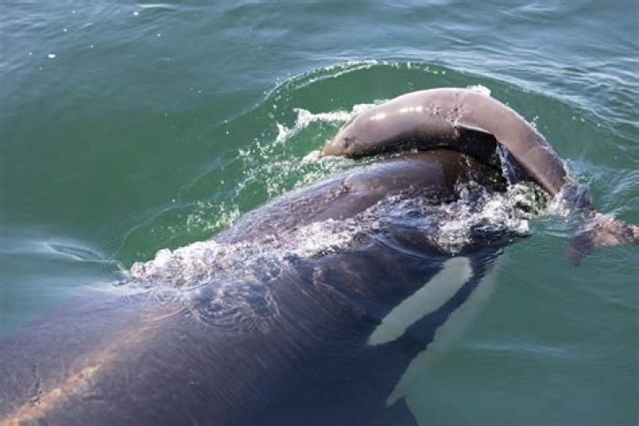 Are orcas scarier than sharks?