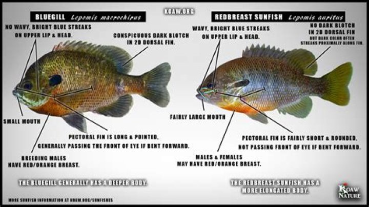Are panfish and sunfish the same?