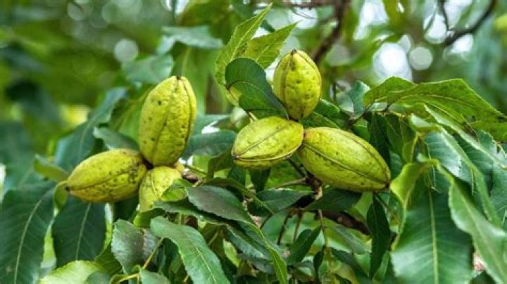 Are pecans A hickory?