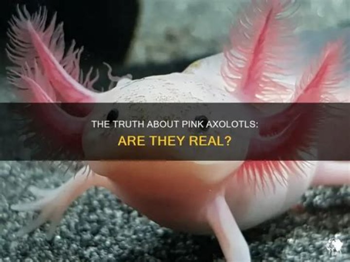 Are pink axolotls real?