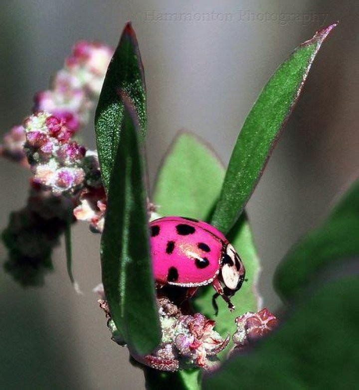 Are pink ladybugs real?