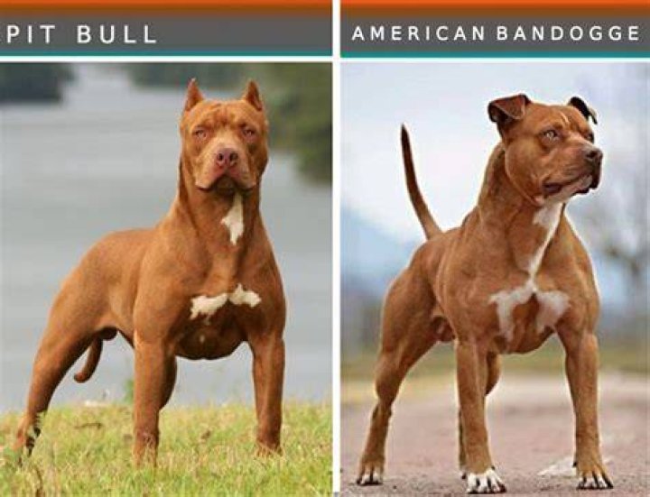 Are pitbulls The most common dog?