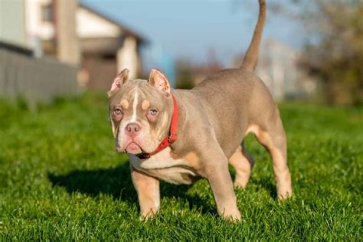 Are pocket bully aggressive?